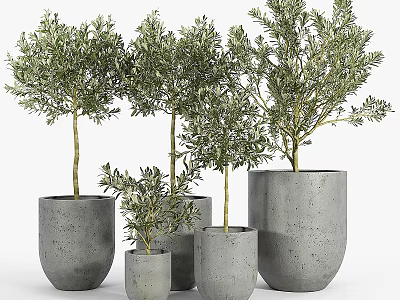 Stylish Bonsai Potted Olive Trees in Concrete Pots of Various Sizes 3d model