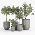 Stylish Bonsai Potted Olive Trees in Concrete Pots of Various Sizes
