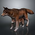 Wild Brown Mother Wolf and Her Small Cub Standing on Shiny Gray Floor