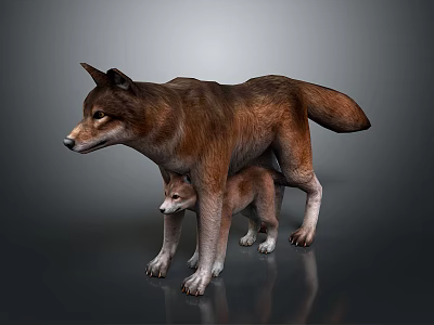 Wild Brown Mother Wolf and Her Small Cub Standing on Shiny Gray Floor 3d model