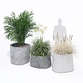 Three Leafy and Grassy Potted Plants in Cement Planters for Indoor Decorative Greenery