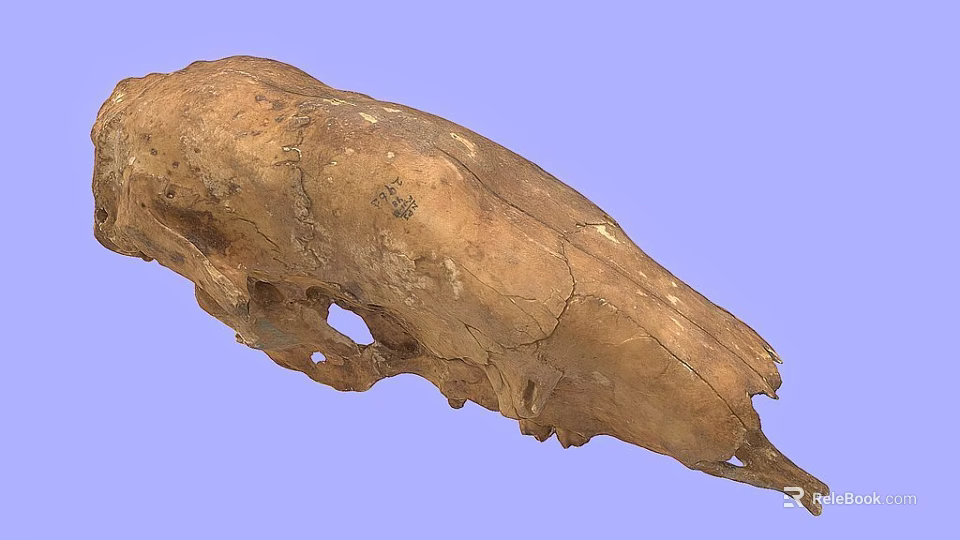 Ancient Fossil Skull With Brown Cracked Surface On Blue Background 3d model 