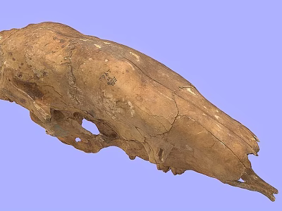 Ancient Fossil Skull With Brown Cracked Surface On Blue Background 3d model