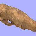 Ancient Fossil Skull With Brown Cracked Surface On Blue Background