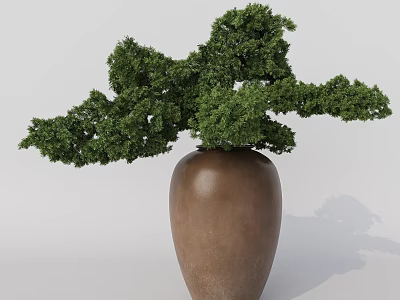 Five-needle pine, pine tree, green plant, bonsai 3d model