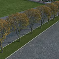 Deciduous Trees In Row With Yellow Leaves Along Grass And Paved Road