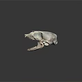Detailed Animal Skull Organ Structure With Visible Bone And Sharp Teeth