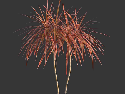 Tall Tropical Trees With Reddish Brown Feathery Leaves And Slender Trunks 3d model