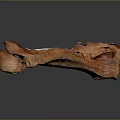Realistic Anatomical Bone Structure With Natural Brown Texture And Surface Details