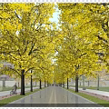 Scenic Autumn Road With Golden Trees And Sunlight Streaming Through Leaves