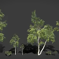Various Sizes of Trees with White Trunks and Green Leaves on Dark Background