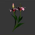 Vibrant Pink Lilies With Blooming Flowers Bud And Green Leaves Arrangement