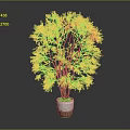 Green Leafy Indoor Plant with Lush Foliage and Brown Trunks in White Pot