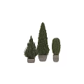 Coniferous Green Bonsai Potted Plants With Various Shapes For Indoor Decoration