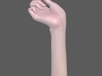 Anatomically Detailed Human Hand with Palm Up and Naturally Curved Fingers Against Gray Background 3d model