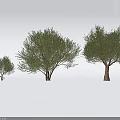Three Different Sizes Of Olive Arbor With Green Foliage And Trunk