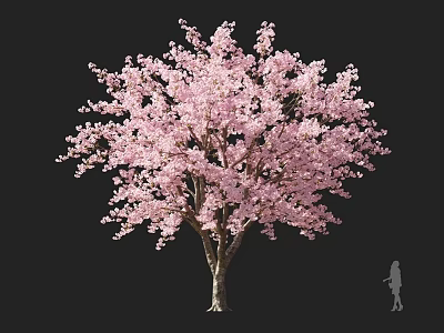 Pink Flowering Arbor With Lush Blossoms And Human Silhouette Against Dark Background 3d model