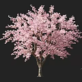 Pink Flowering Arbor With Lush Blossoms And Human Silhouette Against Dark Background