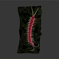 Detailed Pink Centipede With Yellow Legs On Green Rocks Surface