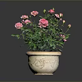 Potted Pink Rose Plant with Green Leaves and Blooming Pink Flowers in Decorative Ceramic Pot