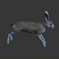 Running Brown And White Hare With Long Ears And Detailed Fur On Dark Background