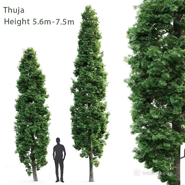 Decorative Plant Arrangement with Tall Evergreen Trees and Human Figure for Scale 3d model 