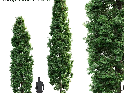 Decorative Plant Arrangement with Tall Evergreen Trees and Human Figure for Scale 3d model