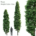 Decorative Plant Arrangement with Tall Evergreen Trees and Human Figure for Scale