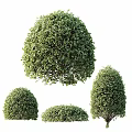 Decorative Ornament Set Featuring Green Spherical Shrubs In Three Sizes 3d model
