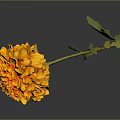 Orange Dahlia Flower With Green Stem Leaves On Dark Background And Reflection
