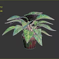 Vibrant Green Potted Plant With Light Green Leaves In Red Decorative Pot