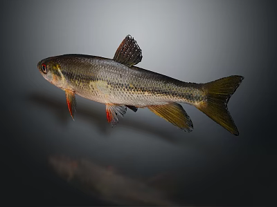 Catfish Carp Sturgeon Bass Freshwater Fish Various Carp Grass Carp Crucian Carp 3d model