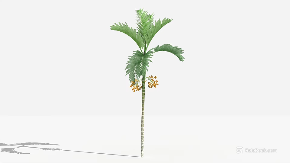 Tall Palm Tree With Green Fronds And Yellow Flowers On Slender Trunk 3d model 
