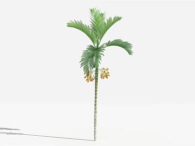 Tall Palm Tree With Green Fronds And Yellow Flowers On Slender Trunk 3d model