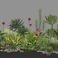 Plant Combination With Various Succulents Cacti Aloe Flowering Plants And Small Pebbles
