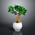 Indoor Decorative Plant with Lush Green Leaves in White Ceramic Pot for Home Decoration