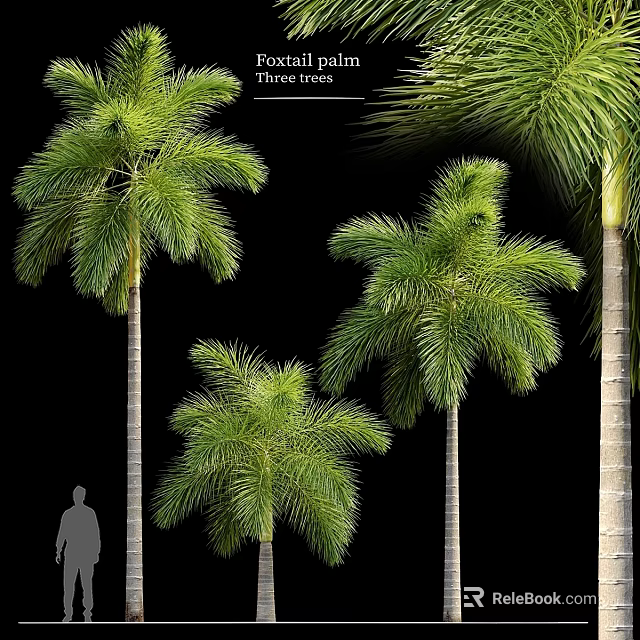 Lush Palm Trees In Various Sizes For Garden Decor And Landscaping Design 3d model 
