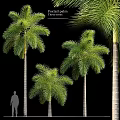 Lush Palm Trees In Various Sizes For Garden Decor And Landscaping Design