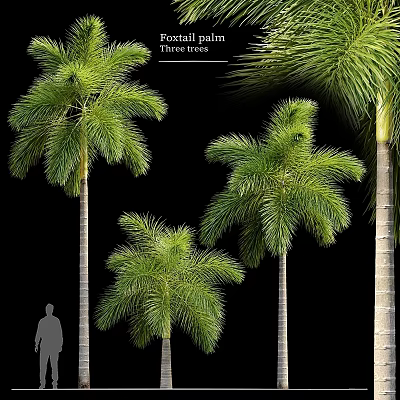 Lush Palm Trees In Various Sizes For Garden Decor And Landscaping Design 3d model