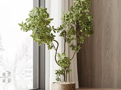 Bonsai Plant With Green Foliage In Ceramic Pot On Wooden Window Sill 3d model