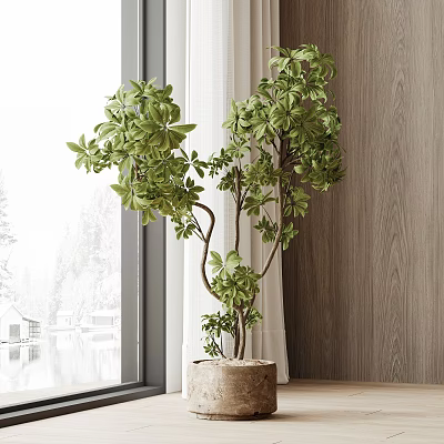 Bonsai Plant With Green Foliage In Ceramic Pot On Wooden Window Sill 3d model