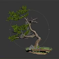 Bonsai Tree With Curved Trunk Green Foliage Small Stones Moss And Grass