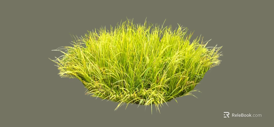 Lush Round Shrub With Green And Yellow Slender Leaves In Garden 3d model 