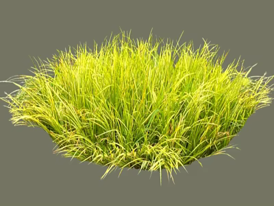 Lush Round Shrub With Green And Yellow Slender Leaves In Garden 3d model