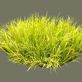 Lush Round Shrub With Green And Yellow Slender Leaves In Garden