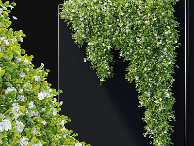Lush Green Vines With White Small Flowers Hanging On Black Background 3d model