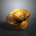 Close Up Of Shellfish With Yellowish Brown Striped Shell Spiky Edges On Dark Background