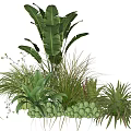 Tropical Mixed Plant Combination With Large Foliage Grasses Succulents And Small White Flowers