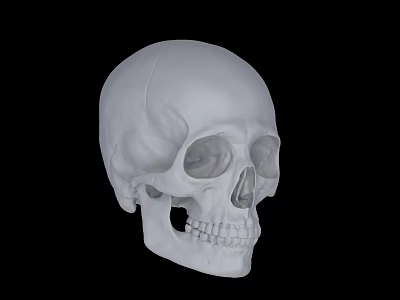 White Human Skull Anatomical Model With Detailed Structure On Black Background 3d model