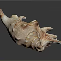 Detailed Marine Conch Animal Shell With Spiral Shape Natural Texture And Close Up View